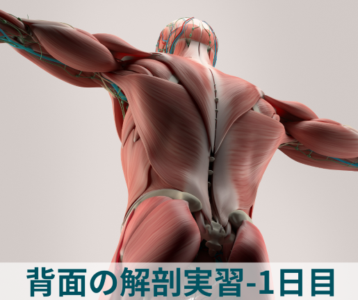 背面の人体解剖実習（1日目）