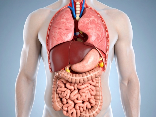 呼吸器や内臓へも働きかける本格スキル
